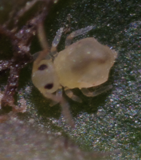 Piccolo collembolo bianco